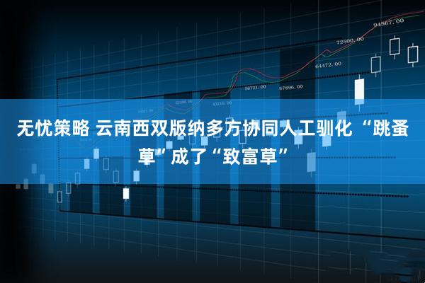 无忧策略 云南西双版纳多方协同人工驯化 “跳蚤草”成了“致富草”